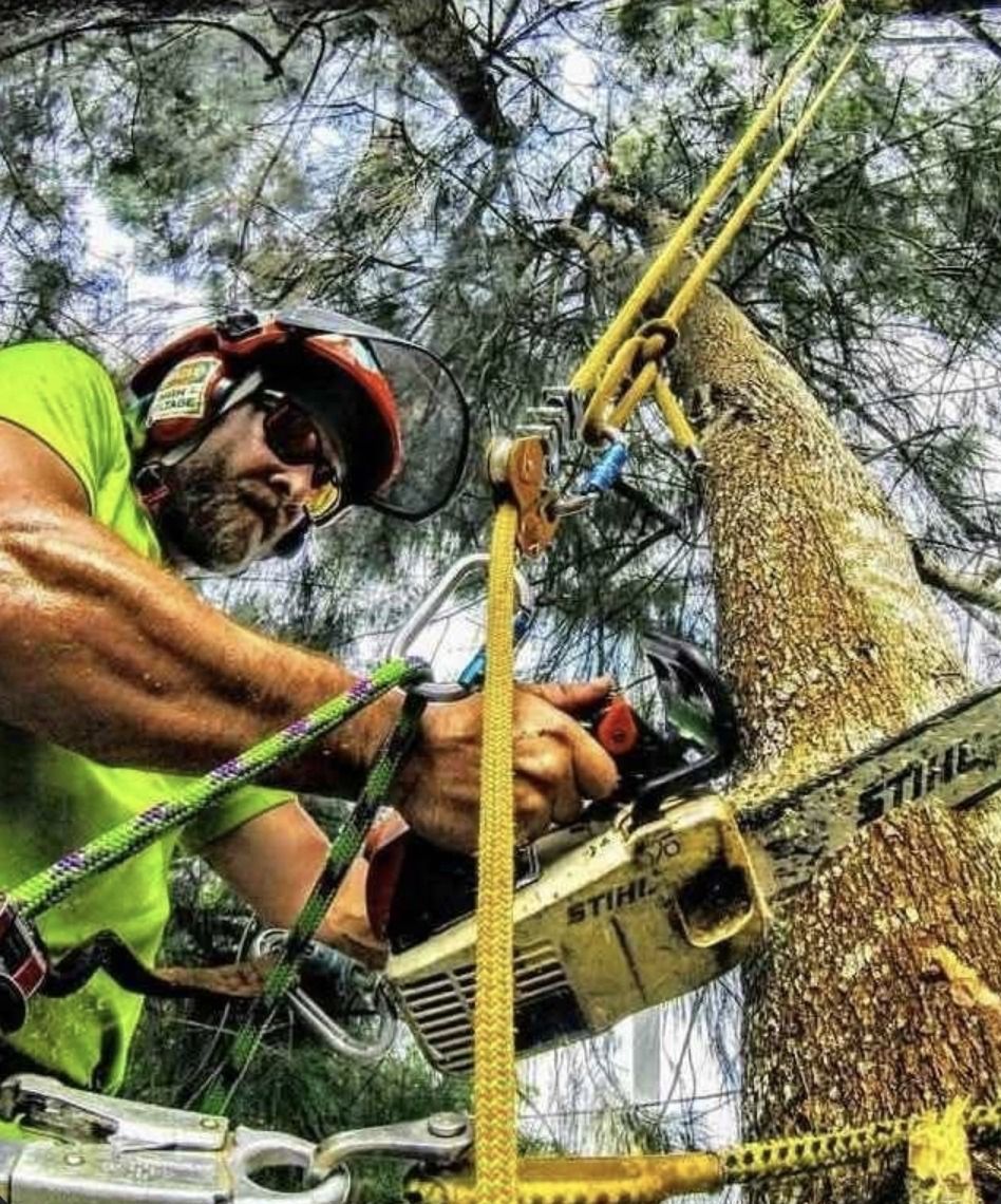 Close-up of the owner running a Stihl chainsaw while roped into a pine tree