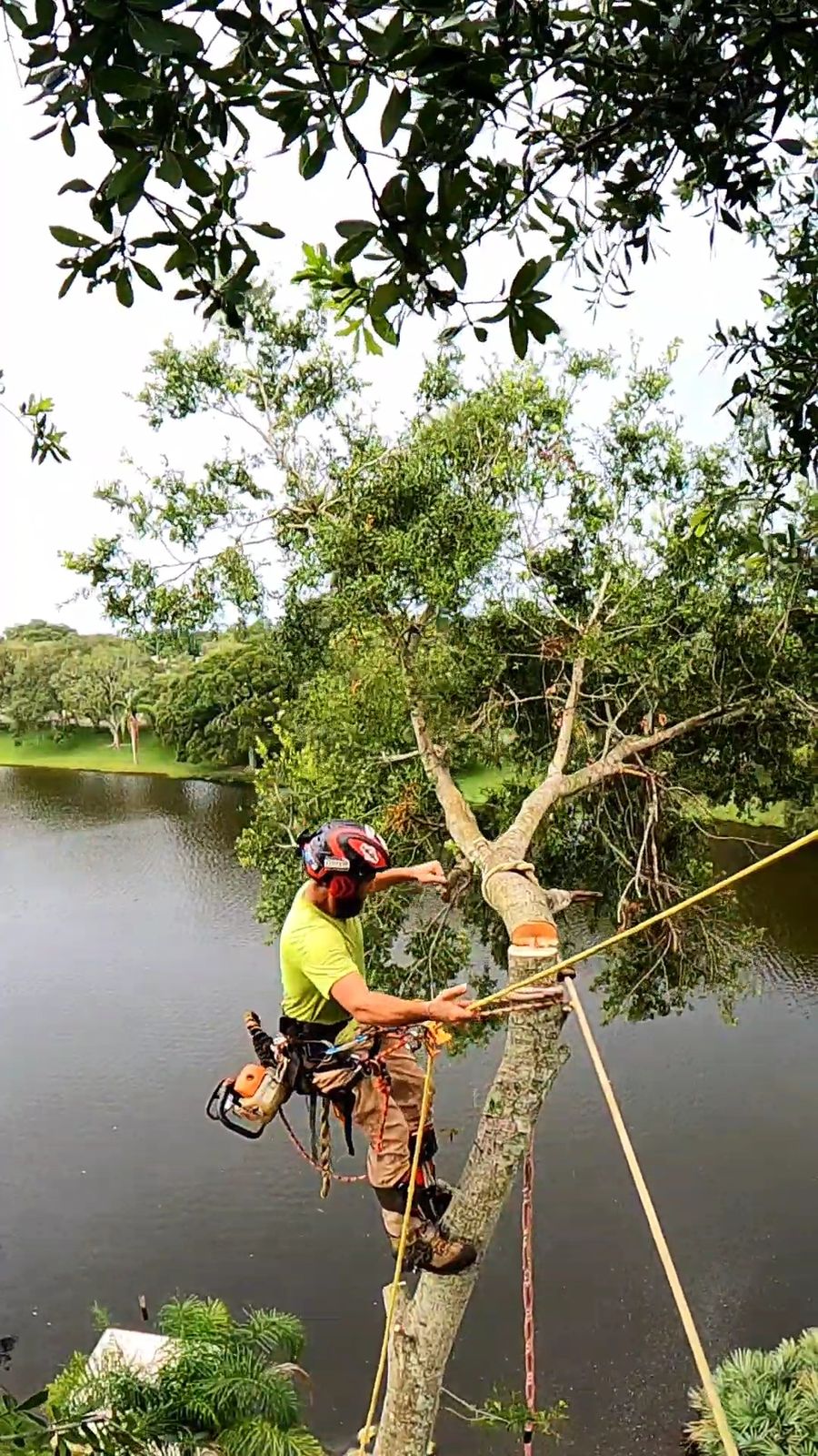 Climbing and cutting a tree over a lake