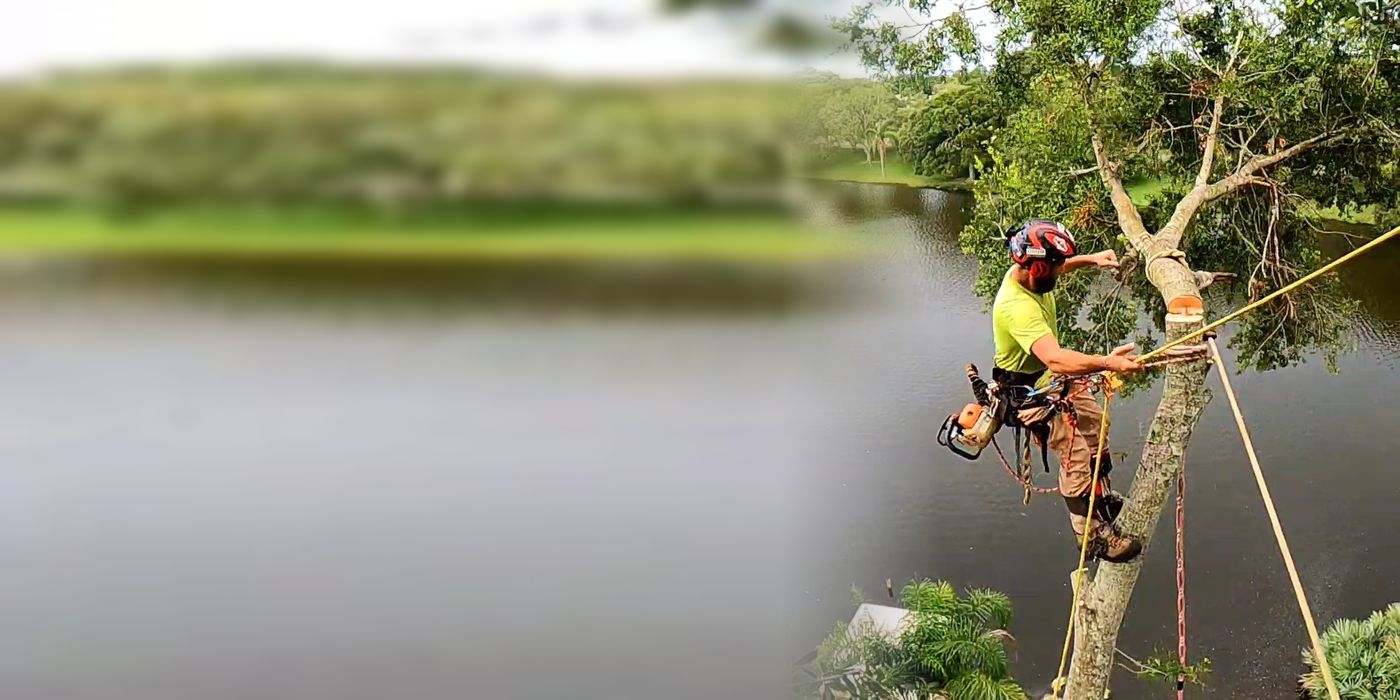 The owner climbing and cutting a tree over a lake in the Tampa Bay area